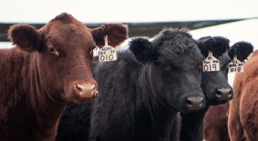 cows standing in a row