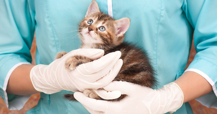 Veterinarian Holding a Kitten