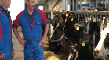 zwei Leute stehen vor Kühen