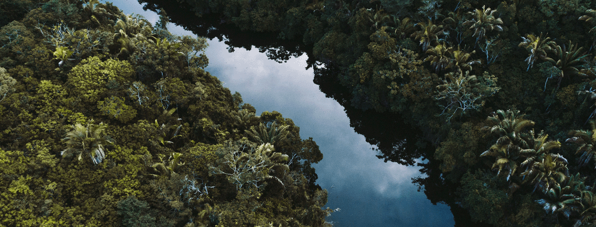 The vital importance of cloud forests - The Living Rainforest