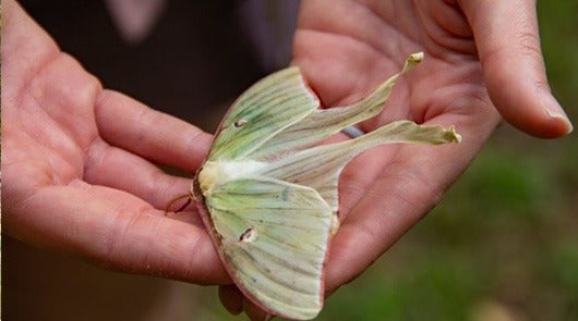 2019-12-national-park-trust-teacher-fellowhship