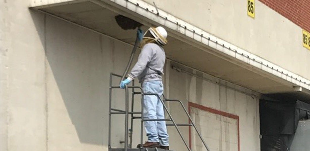 2019-11-bee-part-of-the-solution-2