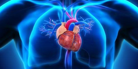 xray image of heart in chest.
