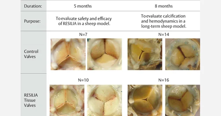 RESILIA tissue and pannus formation