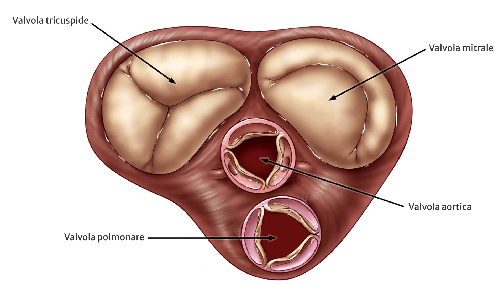 Cosa fa il cuore | Edwards Lifesciences Cosa fa il cuore | Edwards Lifesciences