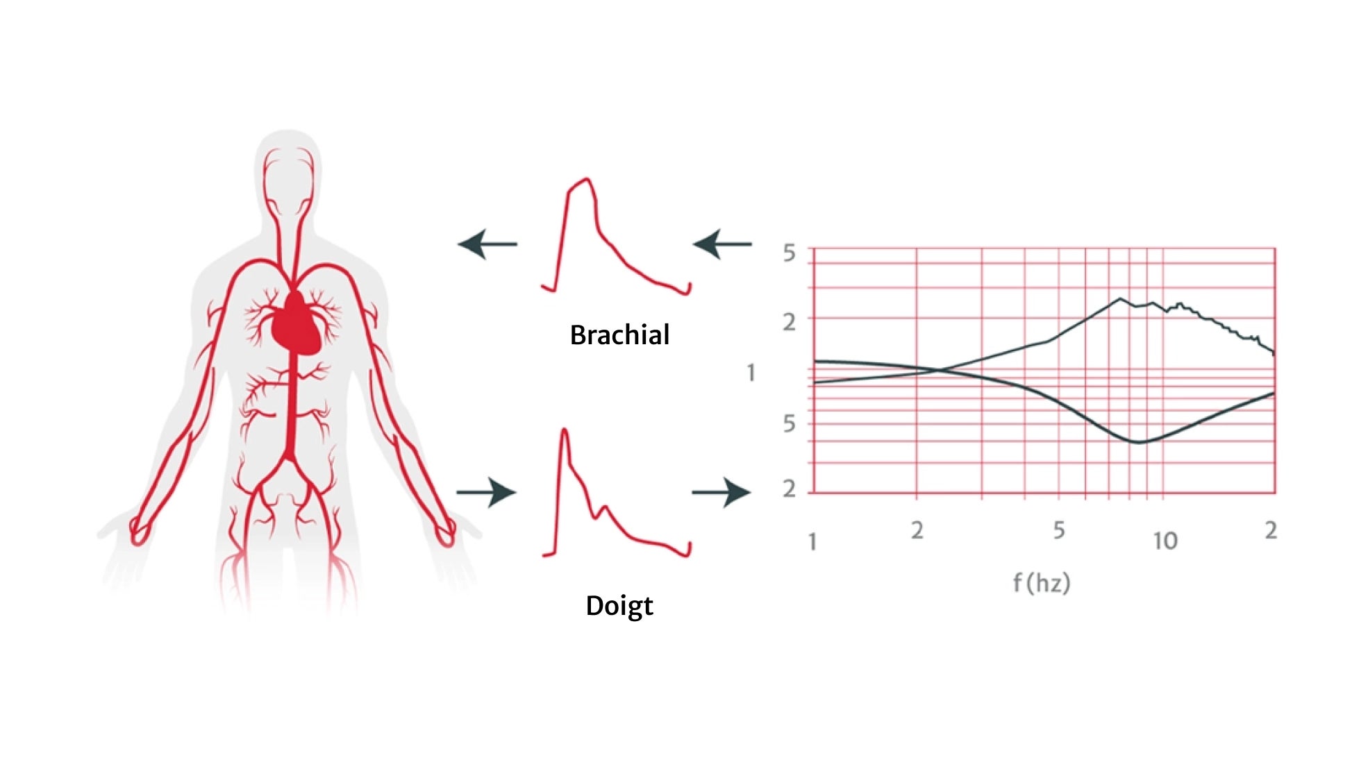 Cardiac output calculation