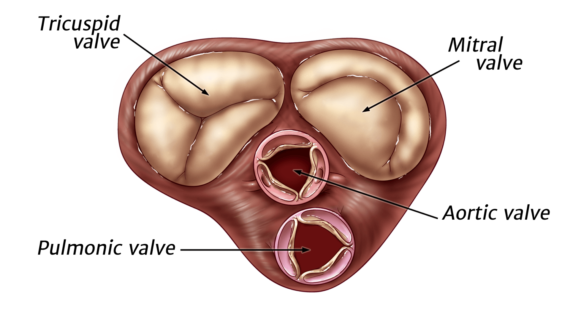 What the Heart Does Edwards Lifesciences
