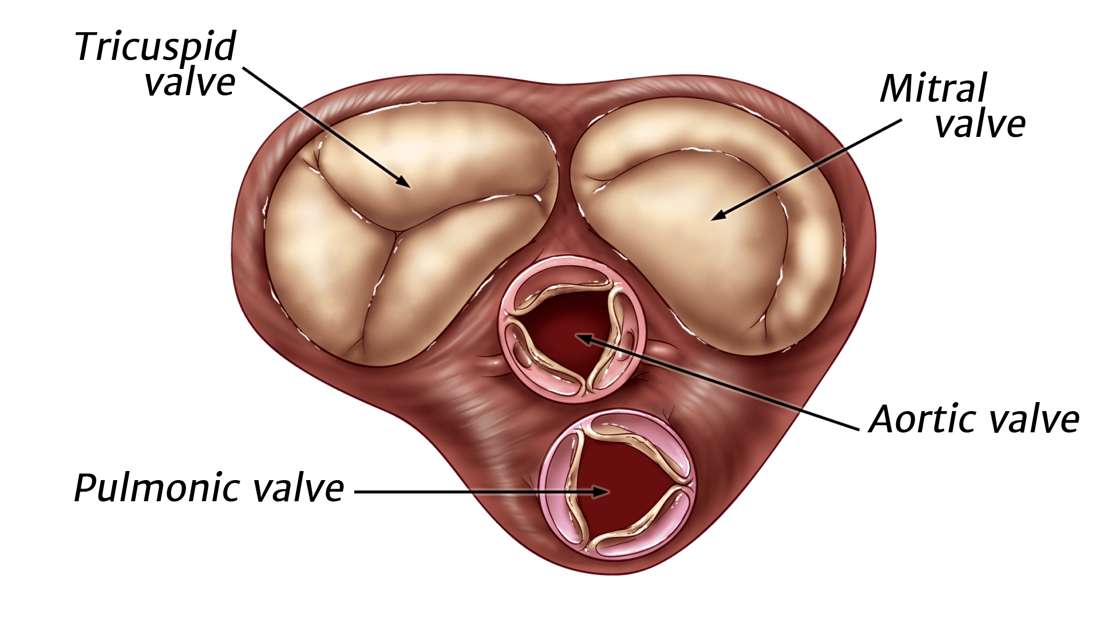 What the Heart Does Edwards Lifesciences