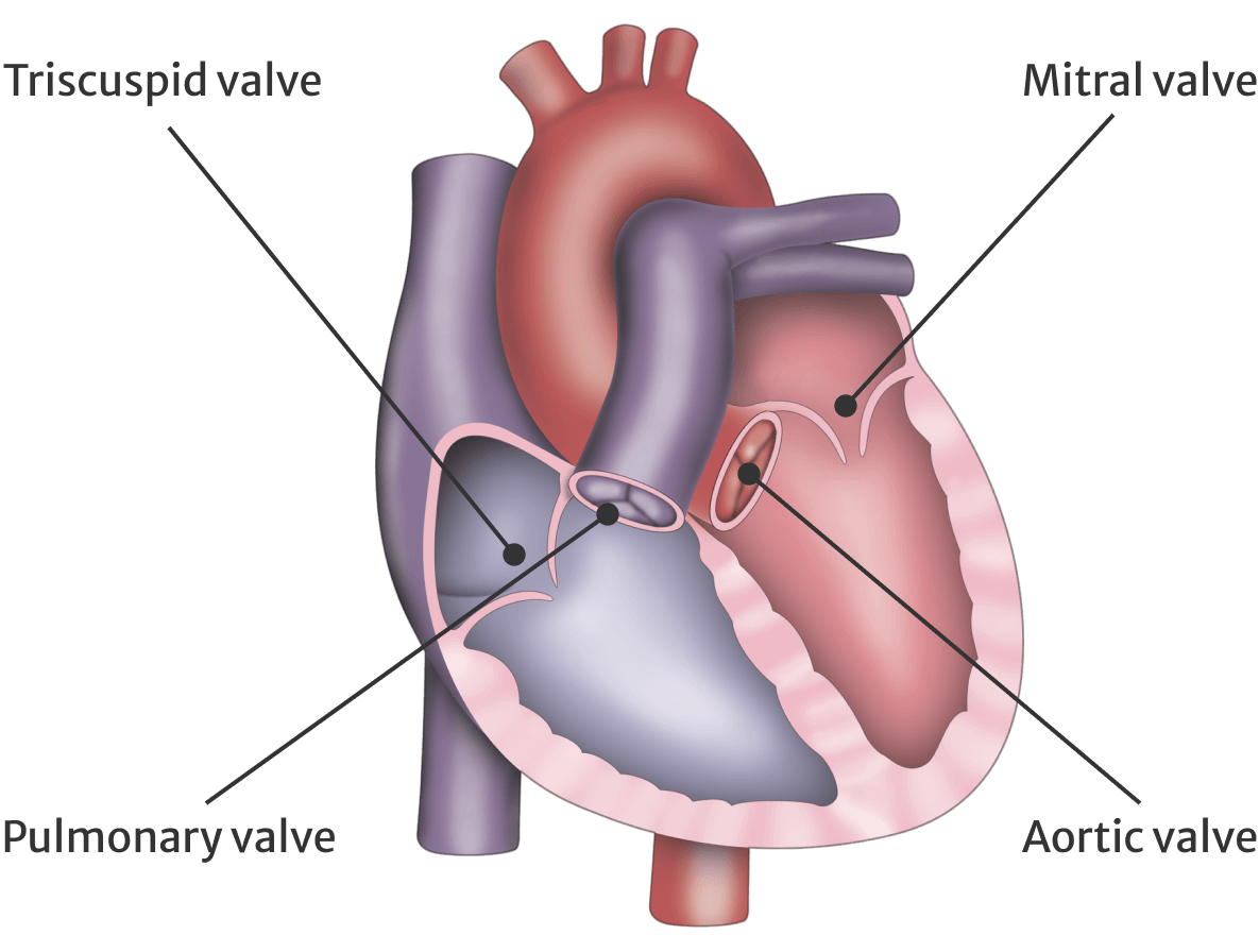 Heart valve
