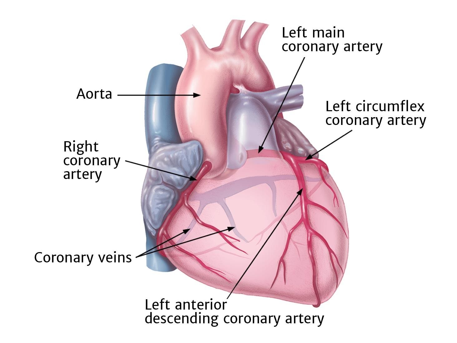 What the Heart Does | Edwards Lifesciences