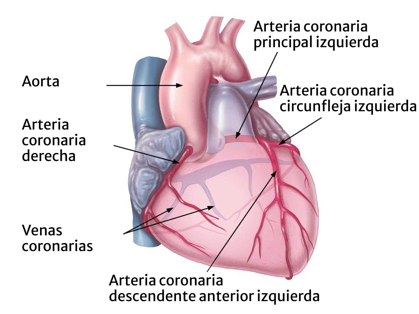 arterias del corazon anterior