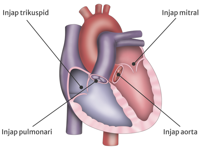 Injap Apakah penyakit injap jantung? | newheartvalve.asia