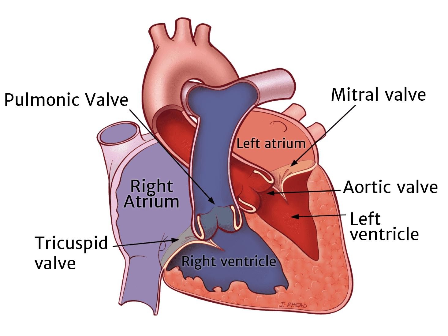 Heart Valve Anatomy