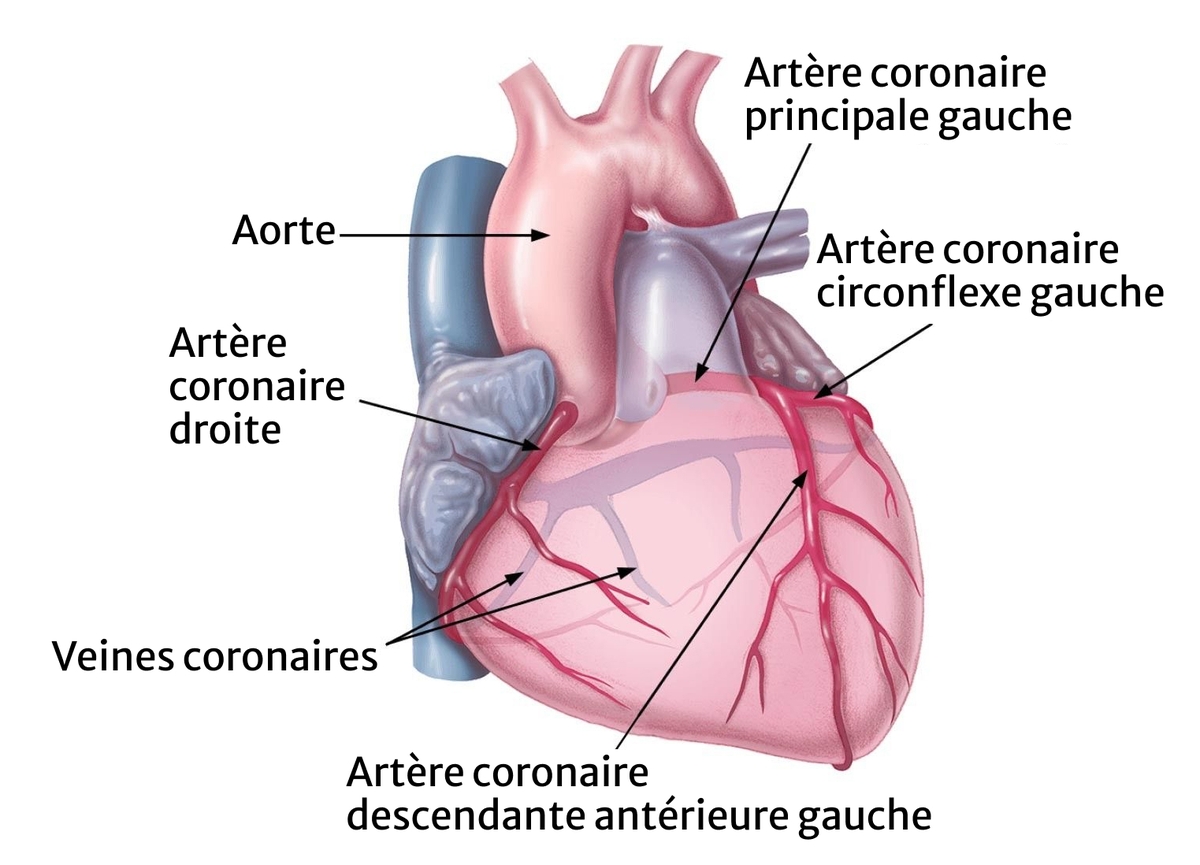 Rôle du cœur | Edwards Lifesciences