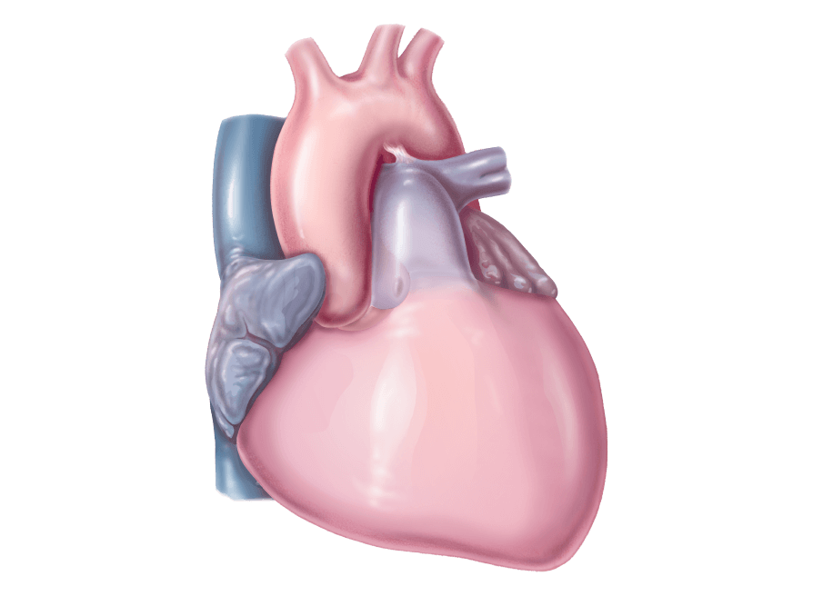 Les maladies des valves cardiaques ou les valvulophaties - HUG