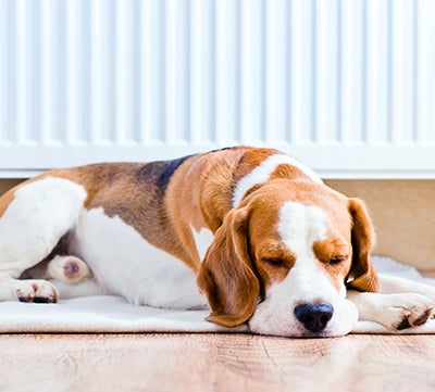 Beagle sleeping by a radiator