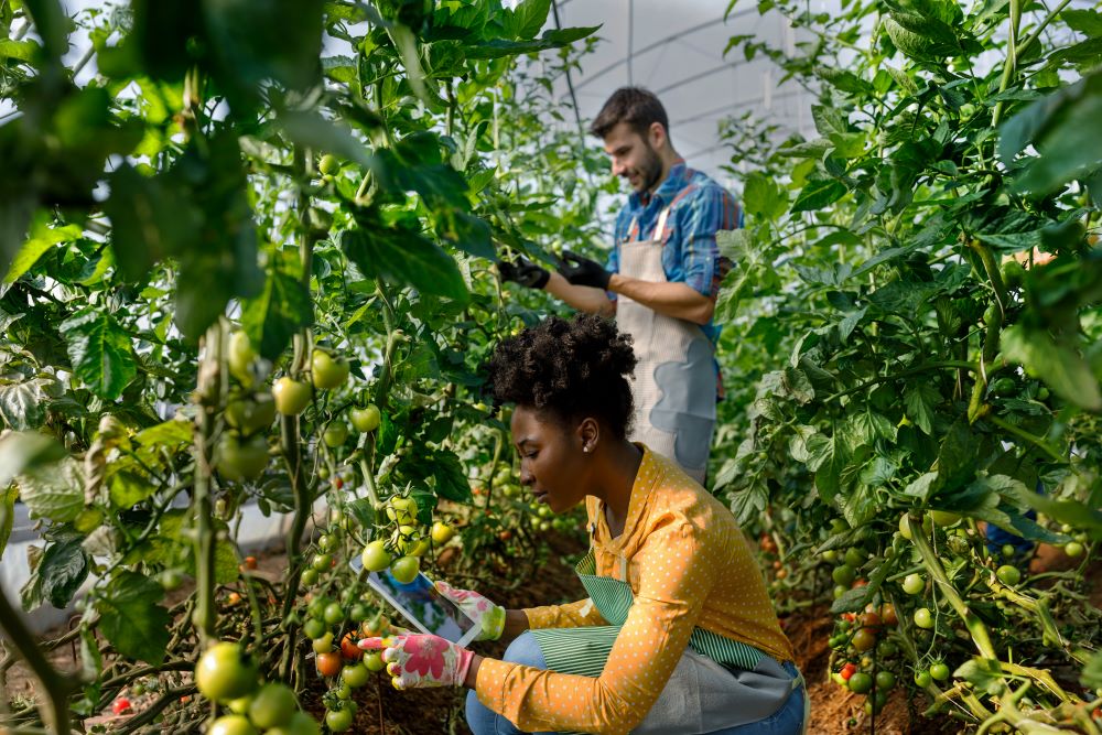 Two people in greenhouse checking tomato plants