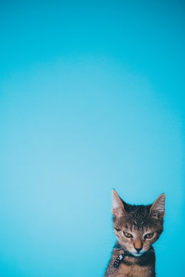 A picture of a disgruntled kitten. The image is tall and the tiny kitten is at the bottom right corner standing, in front of a solid blue background.