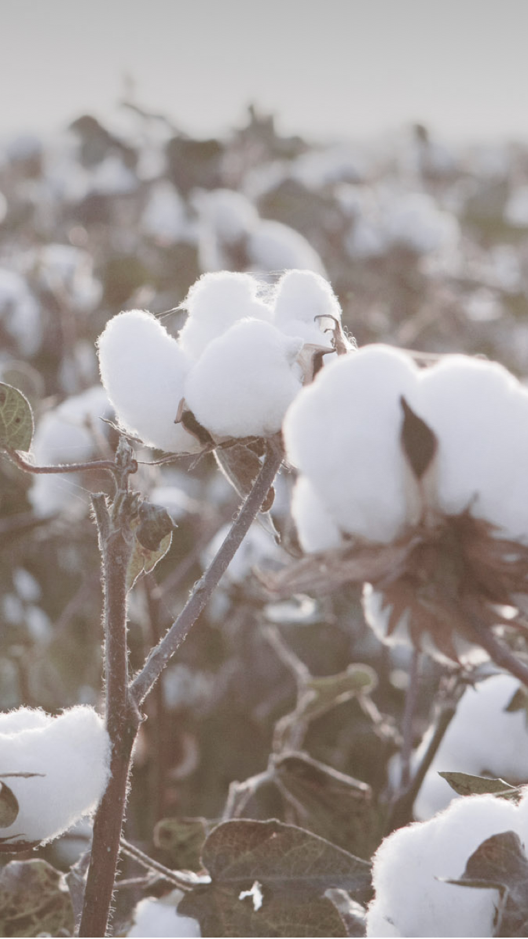 Esquel Website Image