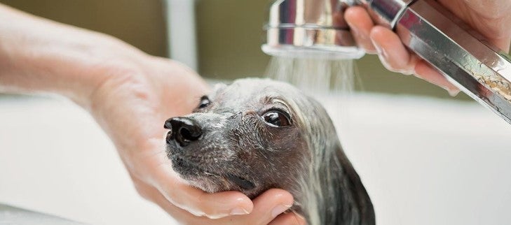 can you give a nursing dog a flea bath