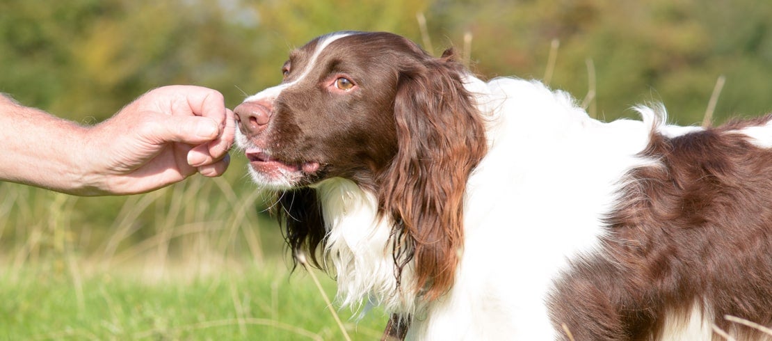 should dogs have vitamins