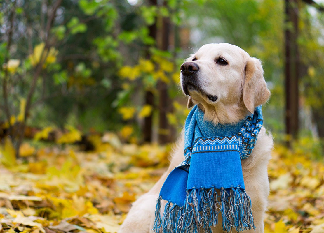 how cold is too cold for a labrador retriever