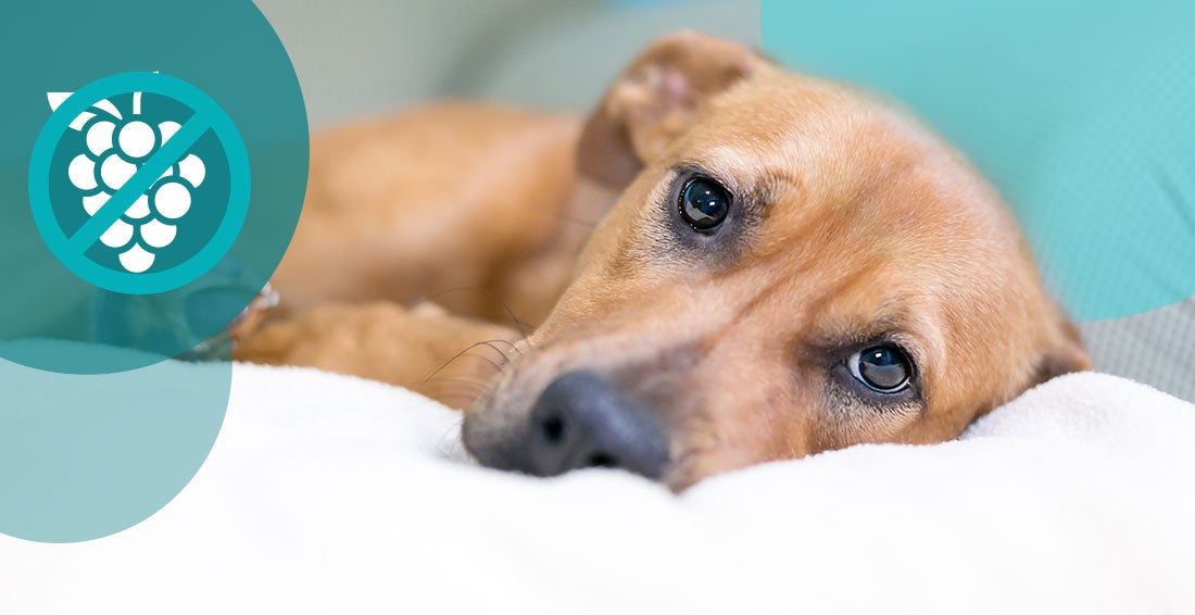 Can My Dog Have Grapes - Grape Related Dog Illnesses