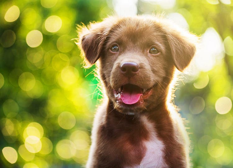 Guia De Treino Para Filhotes De Cachorro: A Guia Para