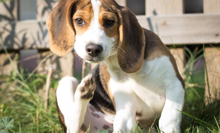 can you give a nursing dog a flea bath