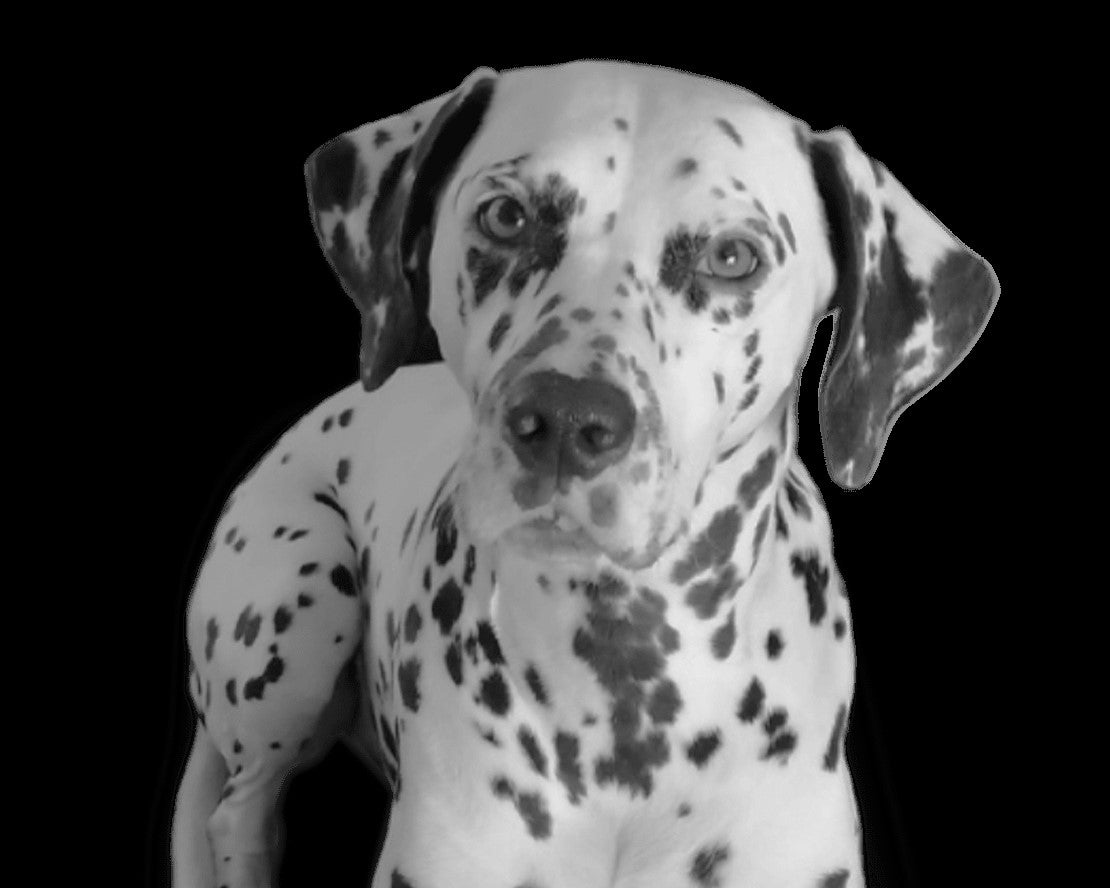 Should I Treat My Dog For Lungworm