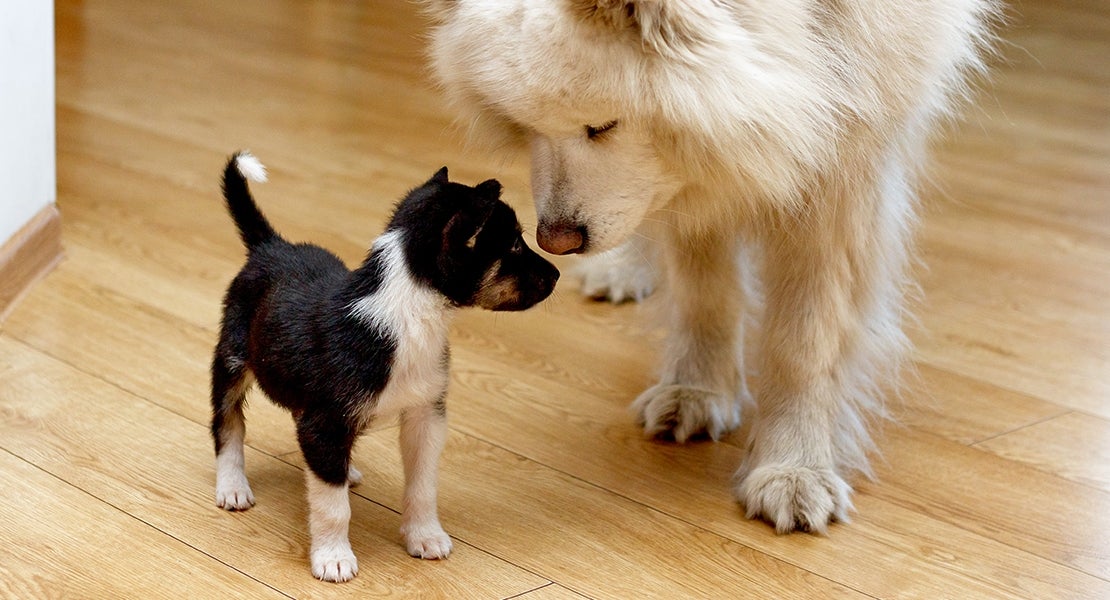 how do you introduce a puppy to your home