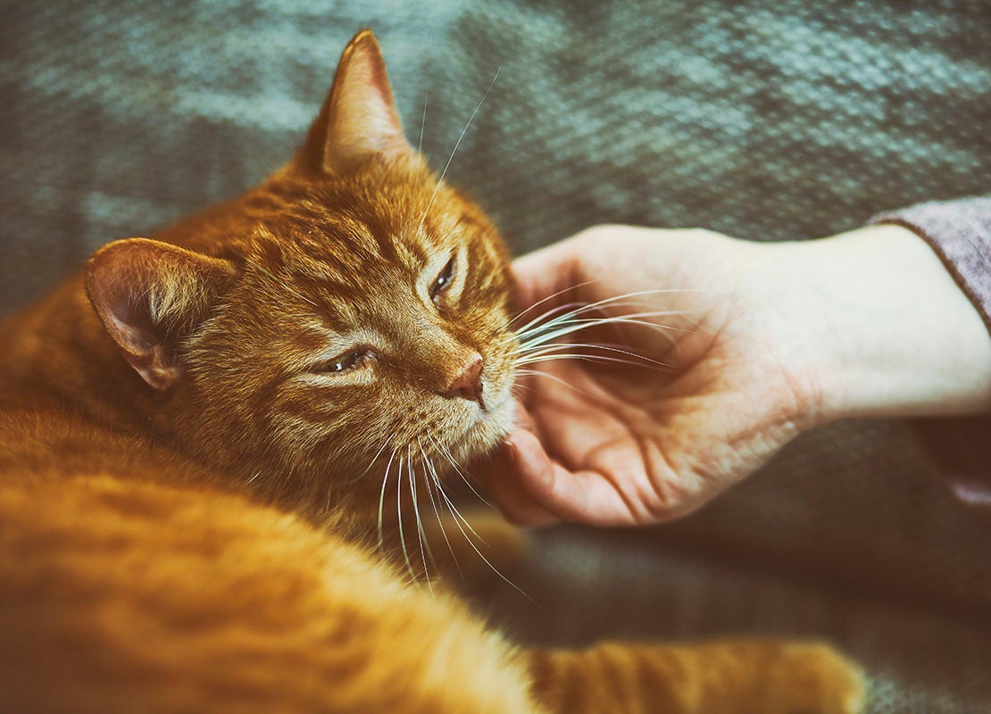 Les Chats Ronronnent Pour Quatre Raisons