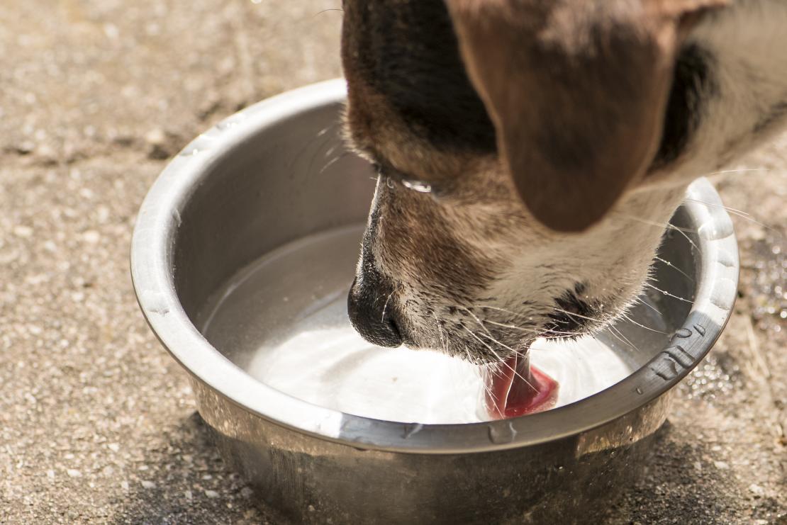 how long can a dog go without drinking water