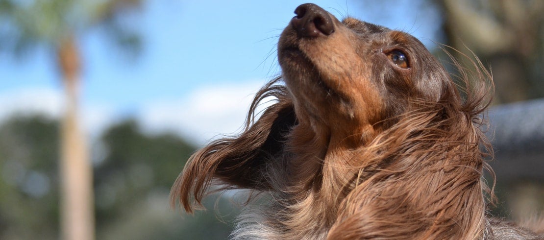 why does my dog have dandruff