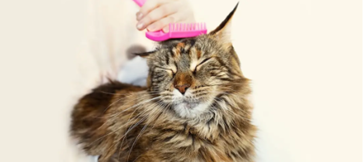 Lice | PetBasics | NZ
