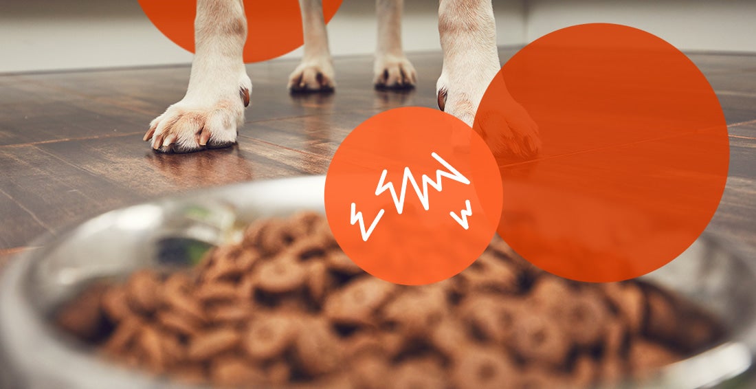 how to work on food aggression with dogs