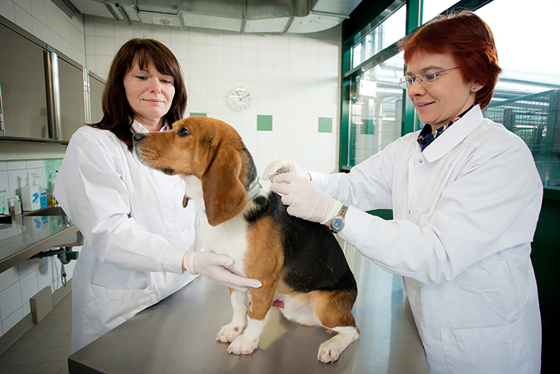 Bolhák | A kedvencem és én