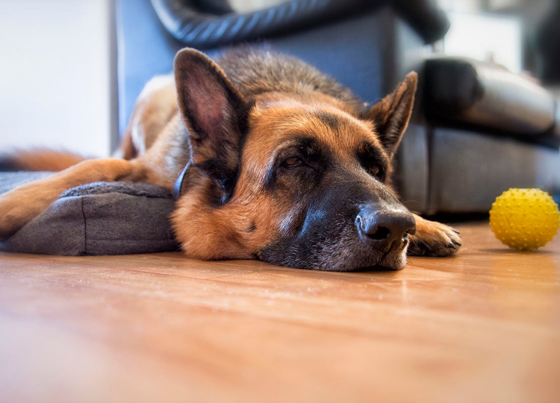 Votre chien mangetil des limaces? Mon animal et moi