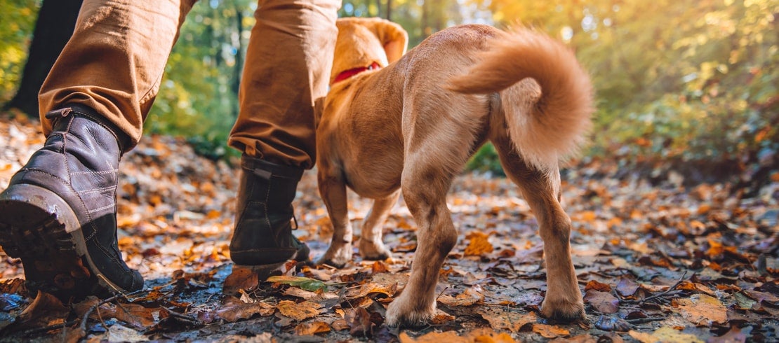 how is lyme disease treated in dogs