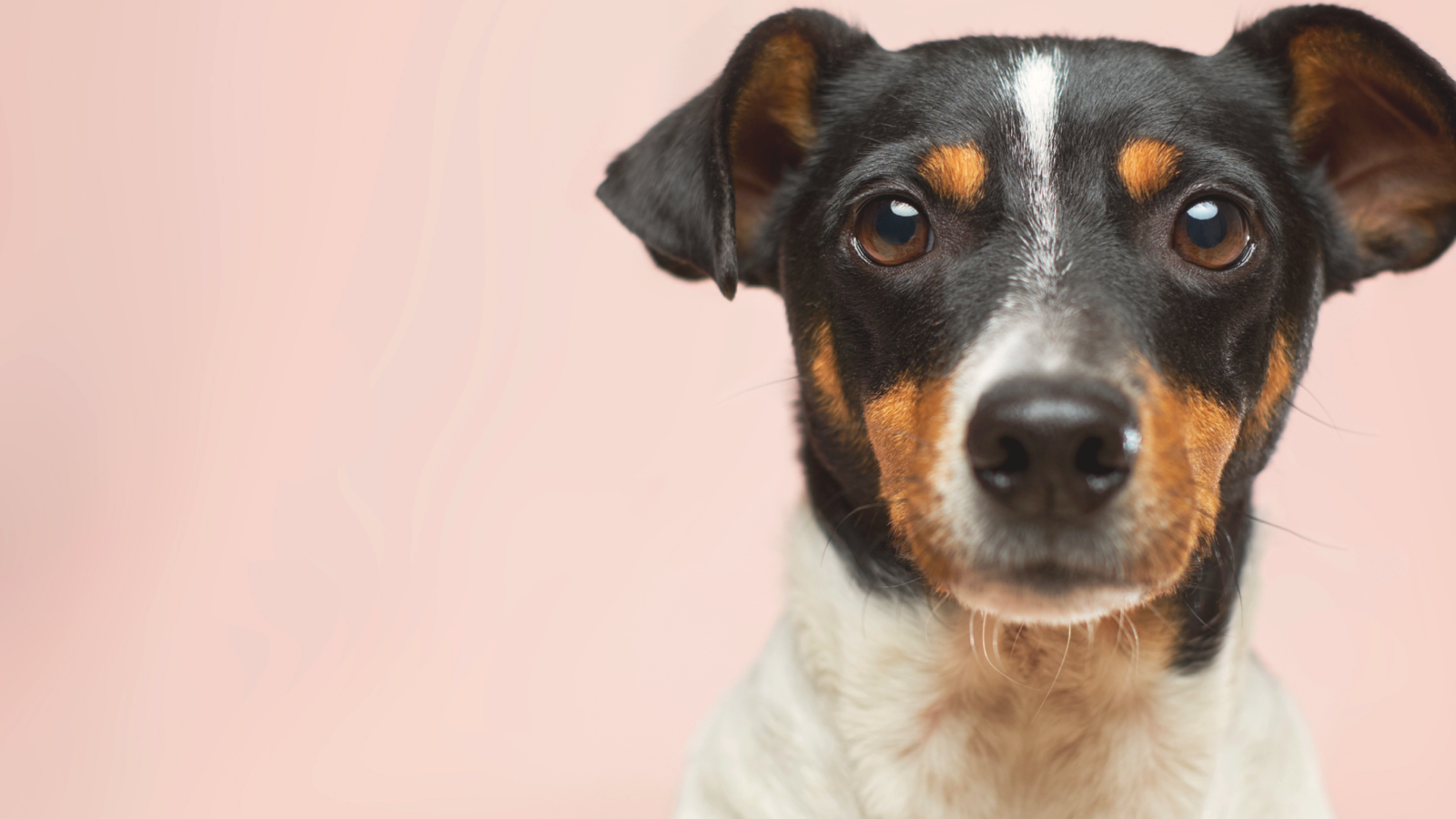 Cute dog looking wistful