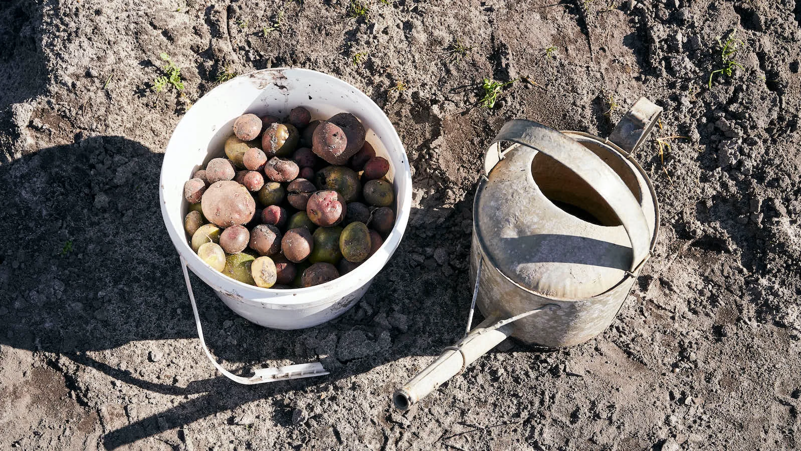 Fruit in bucket with watering can
