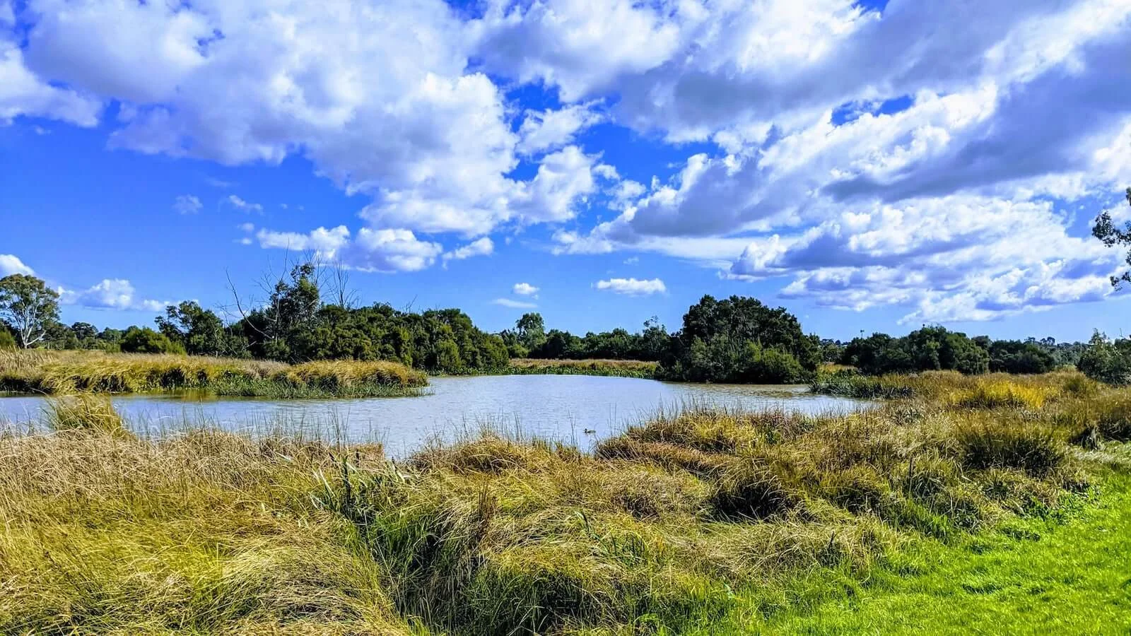 Open field beneath a blue sky