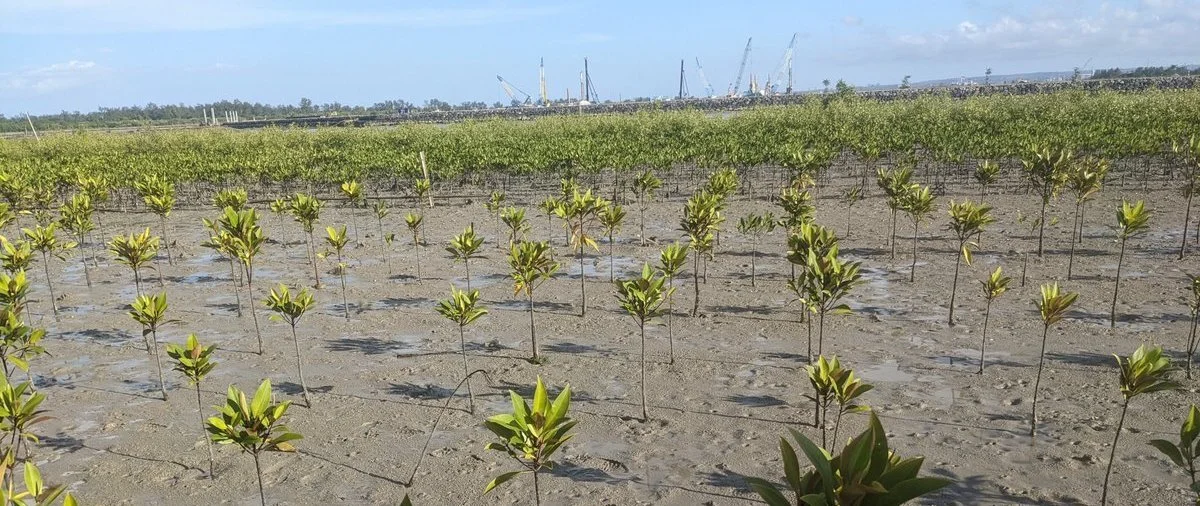 Mangroves in Bali
