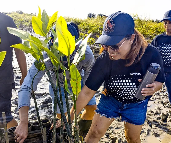 woman planting a tree