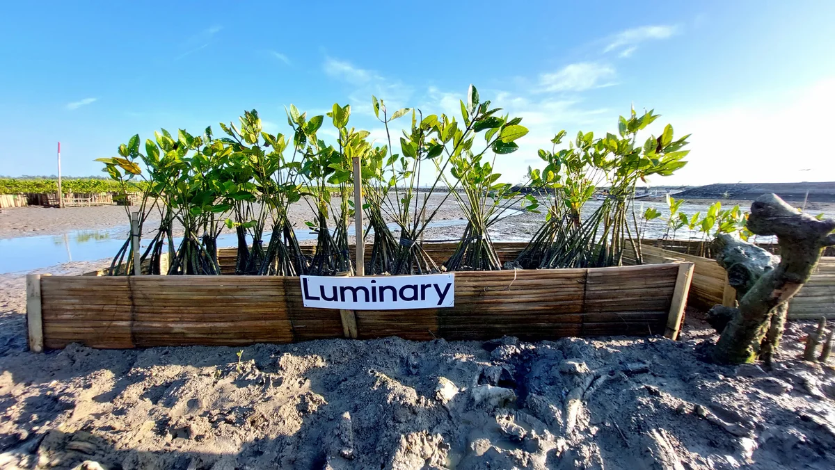 Mangroves planted on the Bali coastline