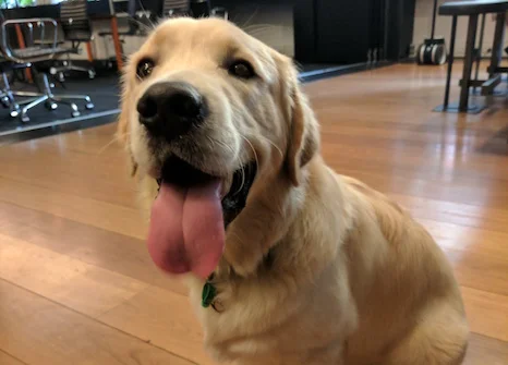 Catherine's Puppy Cropped