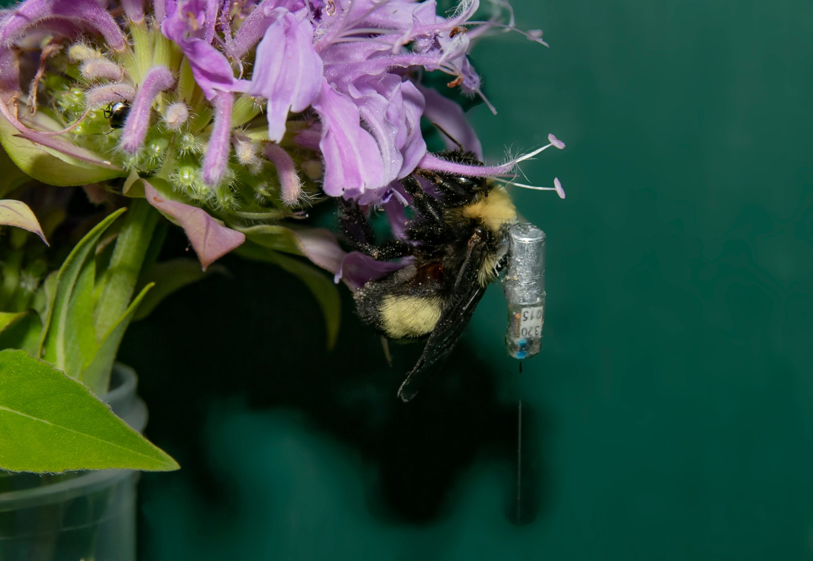 Lotek NanoPin on Bumblebee (Credit: Amy Wolf, University of Wisconsin-Green Bay)