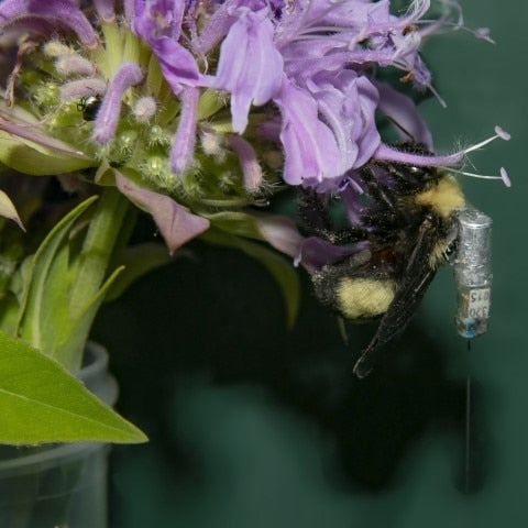 onsemi & Lotek Wireless Technologies Are Saving Honeybees