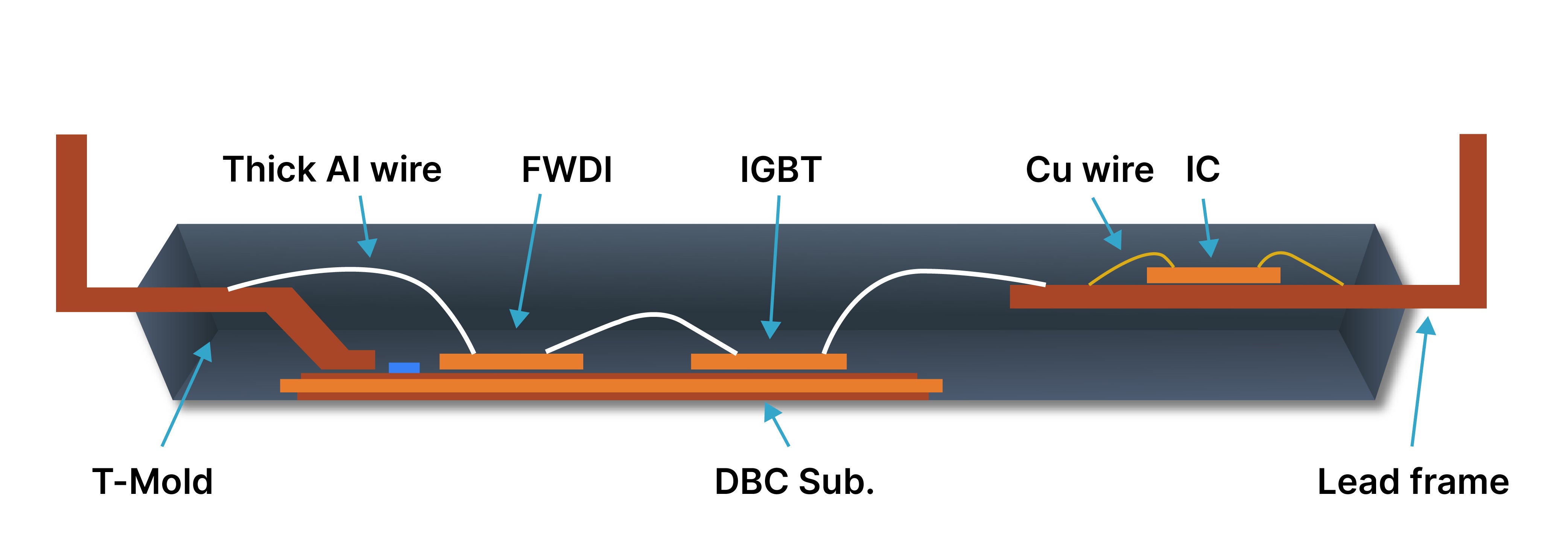SPM31 IPM 的横截面