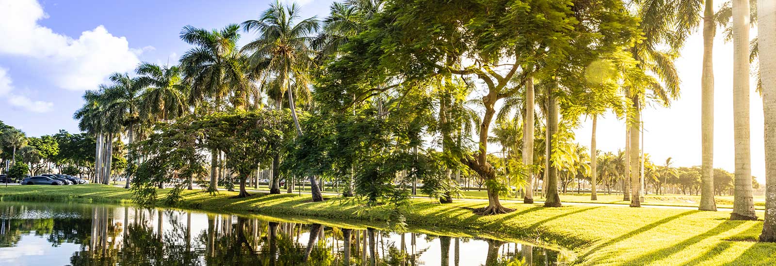Trees and a lake outside in the sun